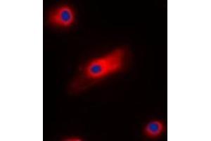 Immunofluorescent analysis of Cone Arrestin staining in HepG2 cells. (ARR3 antibody  (C-Term))