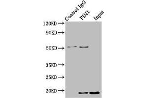 Immunoprecipitating PIN1 in HepG2 whole cell lysate Lane 1: Rabbit control IgG instead of ABIN7162851 in HepG2 whole cell lysate. (PIN1 antibody  (AA 1-163))