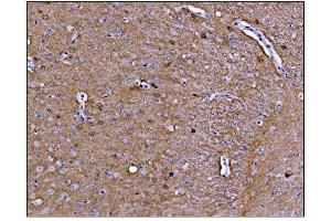 IHC analysis of CAMKIV/Camk4 using anti-CAMKIV/Camk4 antibody (ABIN7600419). (CAMK4 antibody  (AA 19-469))