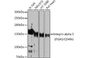 Western blot analysis of extracts of various cell lines, using Integrin alpha 5 (ITG/CD49e) antibody (ABIN6131552, ABIN6142564, ABIN6142565 and ABIN6221799) at 1:1000 dilution.