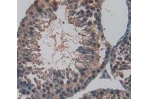 Figure. (FSIP1 antibody  (AA 55-287))