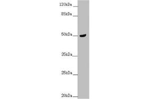 Western blot All lanes: TAMM41 antibody at 1. (TAM41 antibody  (AA 161-452))