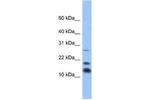 C1D antibody used at 0. (C1D antibody  (Middle Region))