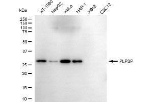 Western blotting analysis using PLPBP antibody (ABIN7800073). (PLPBP antibody)