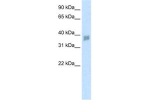 Western Blotting (WB) image for anti-Small Nuclear RNA Activating Complex, Polypeptide 3, 50kDa (SNAPC3) antibody (ABIN2460881) (SNAPC3 antibody)