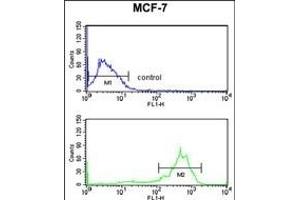 TBB1 Antibody (ABIN652970 and ABIN2842615) flow cytometry analysis of MCF-7 cells (bottom histogram) compared to a negative control cell (top histogram). (TUBB1 antibody)