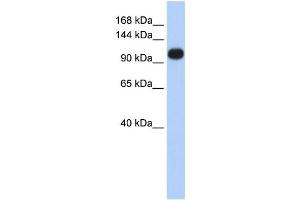 Western Blotting (WB) image for anti-ATPase, Ca++ Transporting, Ubiquitous (ATP2A3) antibody (ABIN2459032) (ATP2A3 antibody)