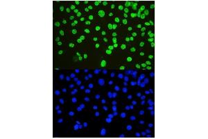 IF analysis of nmt55/p54nrb using anti-nmt55/p54nrb antibody (ABIN3044530). (NONO antibody  (N-Term))