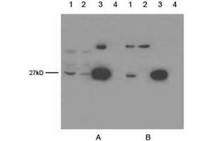 Lane 1: OFP transfecting 293 cell lysateLane 2: EGFP transfecting 293 cell lysateLane 3: 5 ng GFPuv proteinLane 4: Negative 293 cell lysate Primary antibody: A. (GFP antibody)