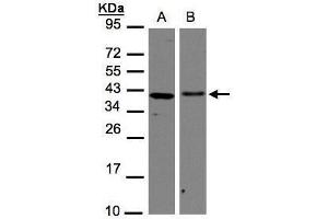 WB Image Sample(30 μg of whole cell lysate) A:H1299 B:Hep G2, 12% SDS PAGE antibody diluted at 1:1000 (AIMP1 antibody)