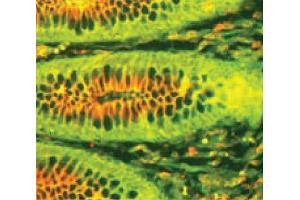 Paraffin embedded human intestinal epithelium section was stained with Goat Anti-Human IgA-TRITC and FITC conjugated anti-secretory component. (Goat anti-Human IgA (Heavy Chain) Antibody (TRITC))