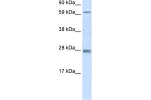Western Blotting (WB) image for anti-Reproductive Homeobox 11 (RHOX11) antibody (ABIN2461560) (RHOX11 antibody)