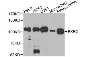 Western blot analysis of extracts of various cell lines, using FXR2 antibody. (FXR2 antibody  (AA 550-650))