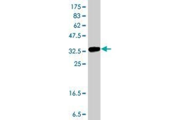 ATPAF1 antibody  (AA 219-328)