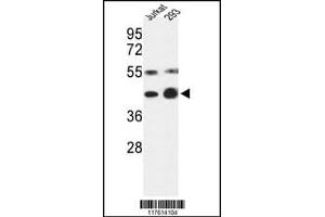 Western blot analysis of COPS3 Antibody in Jurkat, 293 cell line lysates (35ug/lane) (COPS3 antibody  (AA 98-130))