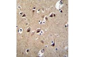 Immunohistochemistry analysis in formalin fixed and paraffin embedded human brain tissue reacted with LRTM2 Antibody (C-term) followed which was peroxidase conjugated to the secondary antibody followed by DAB staining. (LRTM2 antibody  (C-Term))