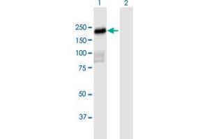 Western Blot analysis of PLEKHH2 expression in transfected 293T cell line by PLEKHH2 MaxPab polyclonal antibody. (PLEKHH2 antibody  (AA 1-1493))