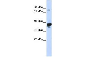 Western Blotting (WB) image for anti-LON Peptidase N-terminal Domain and Ring Finger 2 (LONRF2) antibody (ABIN2458756) (LONRF2 antibody)