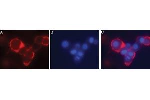 Expression of GFRA4 in rat PC12 cells - Cell surface detection of GFRA4 in live intact rat PC12 pheochromocytoma cells. (GFRA4 antibody  (Extracellular, N-Term))