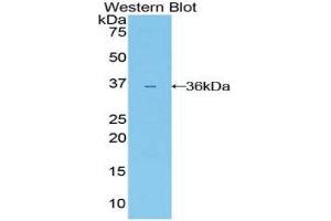 Western Blotting (WB) image for anti-Interleukin 22 Receptor (IL22R) (AA 267-565) antibody (ABIN1859402)