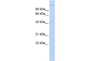 WB Suggested Anti-AIFM2 Antibody Titration:  0. (AIFM2 antibody  (Middle Region))