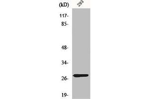 Western Blot analysis of 293 cells using MRP-L16 Polyclonal Antibody (MRPL16 antibody  (C-Term))