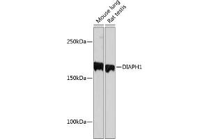Western blot analysis of extracts of various cell lines, using DI Rabbit mAb (ABIN7266751) at 1:1000 dilution. (DIAPH1 antibody)
