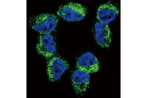 Immunofluorescence (IF) image for anti-Brain-Derived Neurotrophic Factor (BDNF) antibody (ABIN3003616)