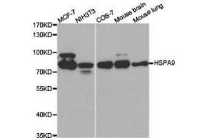 Western Blotting (WB) image for anti-Heat Shock 70kDa Protein 9 (Mortalin) (HSPA9) antibody (ABIN1873102) (HSPA9 antibody)