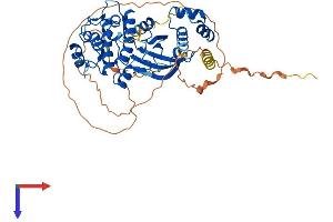 AlphaFold protein structure predicition of Mouse Recombinant Gm4922 Protein, UniprotID Q8C0N0 (Gm4922 Protein (AA 1-497) (His tag))