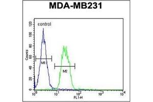Flow Cytometry analysis of MDA-MB231 cells using S6A12 Antibody (N-term) Cat. (SLC6A12 antibody  (N-Term))