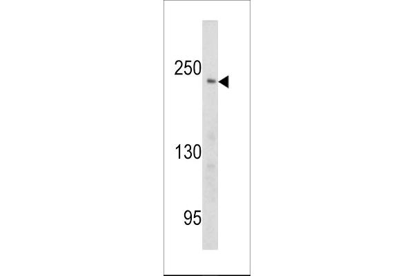 PCM1 antibody  (AA 632-661)