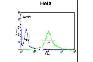 Flow cytometric analysis of Hela cells (right histogram) compared to a negative control cell (left histogram). (SYTL2 antibody  (AA 840-868))