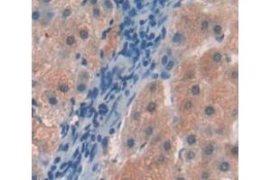 Figure. (Hemopexin antibody  (AA 324-462))
