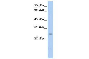 WB Suggested Anti-PARK7 Antibody Titration:  0. (PARK7/DJ1 antibody  (C-Term))