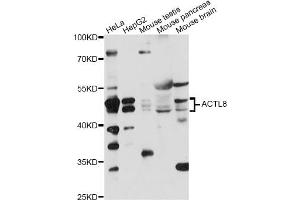 Western blot analysis of extracts of various cell lines, using ACTL8 antibody (ABIN6292769) at 1:1000 dilution.
