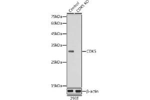 Western blot analysis of extracts from normal (control) and CDK5 knockout (KO) 293T cells, using CDK5 antibody (ABIN6129236, ABIN6138319, ABIN6138320 and ABIN6221397) at 1:1000 dilution.