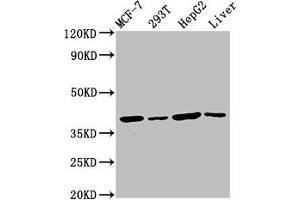 Western Blot Positive WB detected in: MCF-7 whole cell lysate, 293T whole cell lysate, HepG2 whole cell lysate, Mouse liver tissue All lanes: IBA57 antibody at 4. (IBA57 antibody  (AA 286-356))