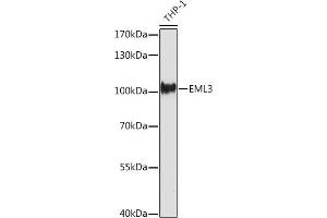 Western blot analysis of extracts of THP-1 cells, using EML3 Rabbit pAb (ABIN7266890) at 1:500 dilution. (EML3 antibody  (AA 300-530))