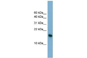 WB Suggested Anti-BATF3 Antibody Titration:  0.