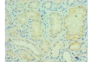 Immunohistochemistry of paraffin-embedded human kidney tissue using ABIN7172241 at dilution of 1:100 (TRAF5 antibody  (AA 1-300))