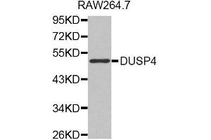 Western blot analysis of extracts of RAW264. (DUSP4 antibody  (AA 1-168))