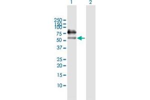 Western Blot analysis of ICAM1 expression in transfected 293T cell line by ICAM1 MaxPab polyclonal antibody. (ICAM1 antibody  (AA 1-532))