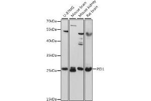 Western blot analysis of extracts of various cell lines, using PID1 antibody (ABIN6133302, ABIN6145610, ABIN6145611 and ABIN6217139) at 1:3000 dilution.