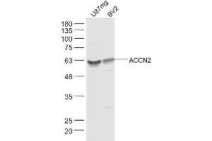 Lane 1: U87mg Cell lysates Lane 2: BV2 Cell lysates probed with ACCN2 Polyclonal Antibody, unconjugated  at 1:300 overnight at 4°C followed by a conjugated secondary antibody for 60 minutes at 37°C. (ASIC1 antibody  (AA 332-460))