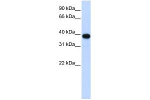WB Suggested Anti-CDC2 Antibody Titration: 0. (CDK1 antibody  (Middle Region))