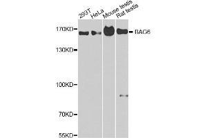 Western blot analysis of extracts of various cell lines, using BAG6 antibody (ABIN1875430) at 1:1000 dilution. (BAT3 antibody)