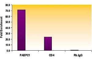 Histone H3 monomethyl Lys79 antibody tested by ChIP analysis. (Histone 3 antibody  (meLys79))