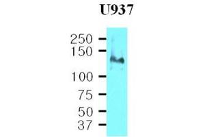 Cell lysates of U937(40 ug) were resolved by SDS-PAGE, transferred to nitrocellulose membrane and probed with anti-human CD29 (1:500). (ITGB1 antibody  (AA 34-141))
