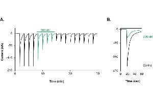 alpha-conotoxin GI peptide (FITC)